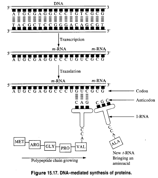 NCERT Solutions for Class 12 Chemistry Chapter 14 Biomolecules 8