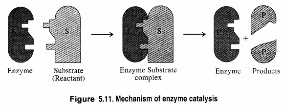 NCERT Solutions for Class 12 Chemistry Chapter 5 Surface Chemistry 6